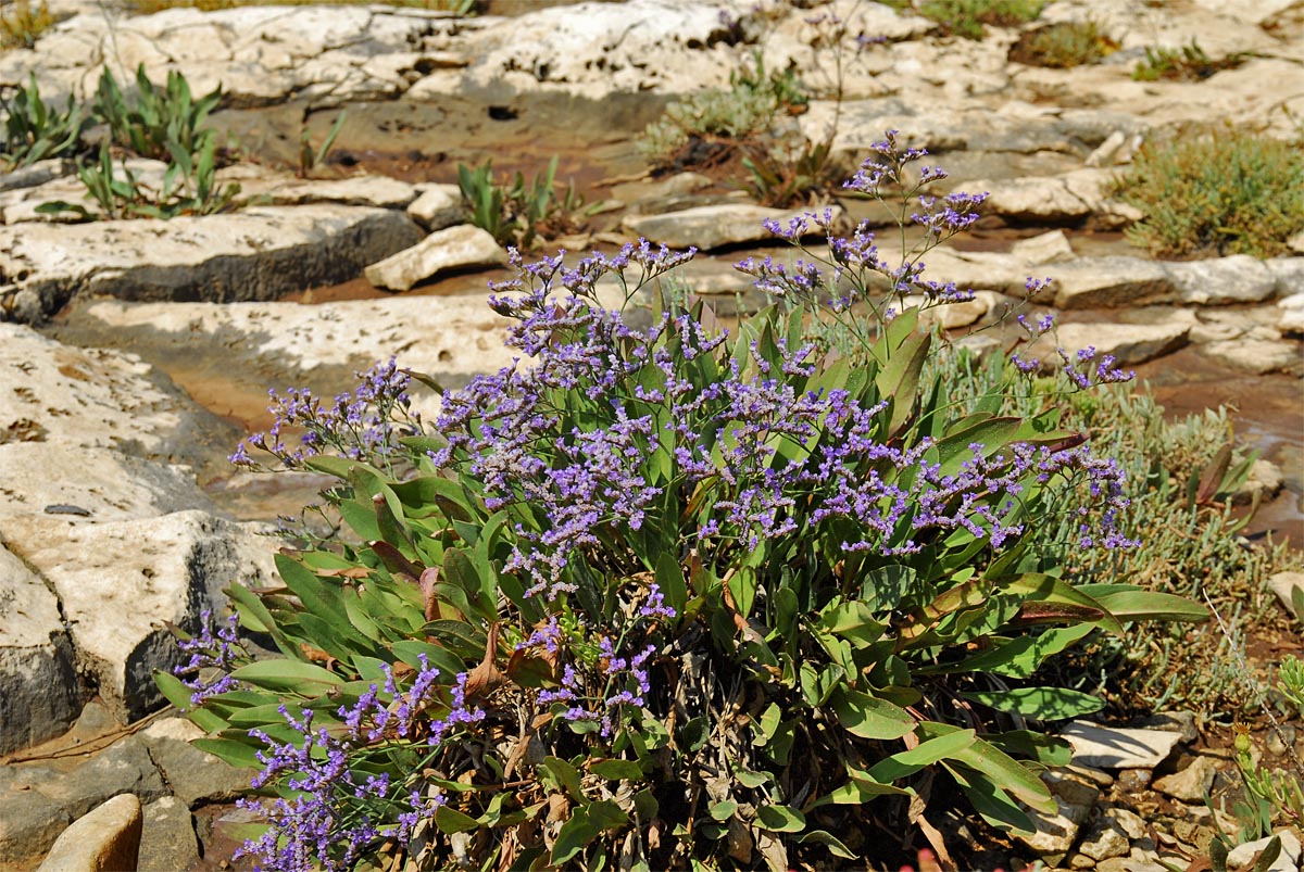 Limonium narbonense